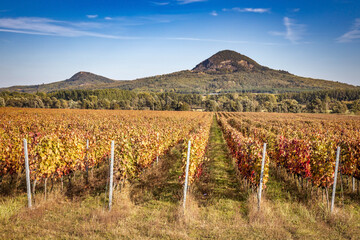 Fototapeta na wymiar Panoramic landscape of vineyards.Viticulture from Hungary, near lake Balaton.