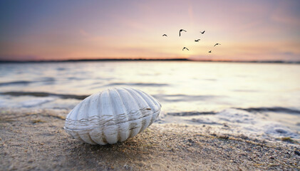 Fototapeta na wymiar große Muschel im romantischen Sonnenuntergang