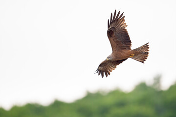 Obraz premium A black kite (Milvus migrans) flying in the morning light in Germany.