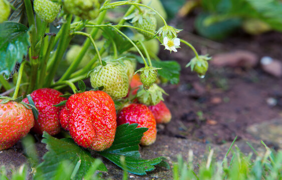 Red ripe strawberries in a summer garden.
