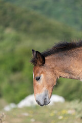 Obraz premium Primo piano di un puledro