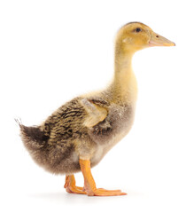 Young cute duckling.