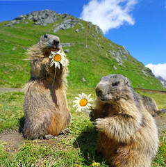 Murmeltiere auf einer Bergwiese in den Alpen