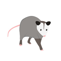 Possum Illustration