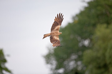 A black kite (Milvus migrans) flying in the morning light in Germany.