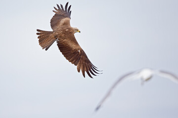 A black kite (Milvus migrans) flying low above a lake in  morning light in Germany.