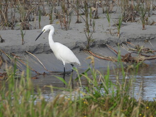 White egret
