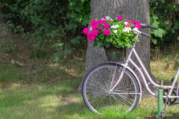 Fototapeta na wymiar Closeup of pink colored bike with colorful blooming flower basket in front of green foliage
