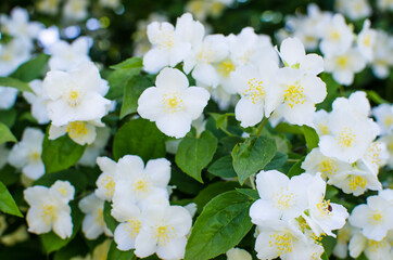 Delicate white jasmine flowers for good aroma and relaxation outdoors