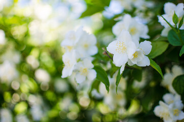 Delicate white jasmine flowers for good aroma and relaxation outdoors