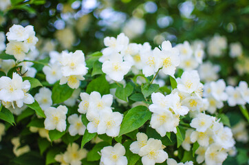 Delicate white jasmine flowers for good aroma and relaxation outdoors