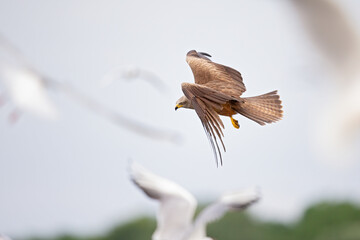 A black kite flying low above a lake between a group of seagulls