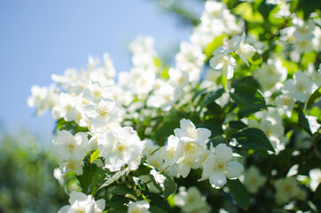 Delicate white jasmine flowers for good aroma and relaxation outdoors