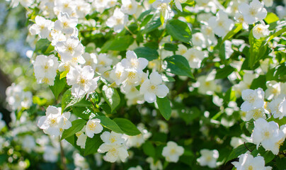 Delicate white jasmine flowers for good aroma and relaxation outdoors