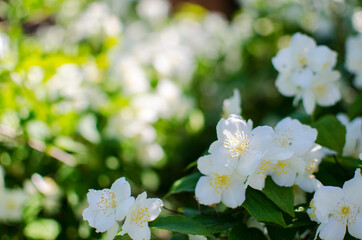 Delicate white jasmine flowers for good aroma and relaxation outdoors