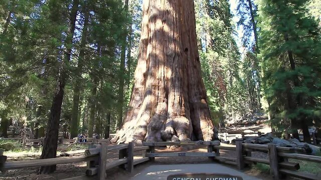 General Sherman tree in Sequoia National Park, Sierra Nevada in California, United States of America. The General Sherman tree is famous to be the largest tree in the world.