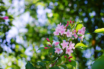 Delicate white jasmine flowers for good aroma and relaxation outdoors