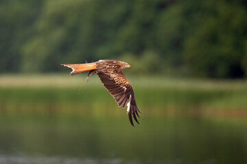 A red kite flying in the early morning light at a lake in Germany.