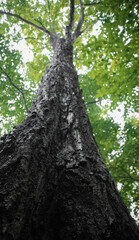 Fototapeta premium tree in the forest
