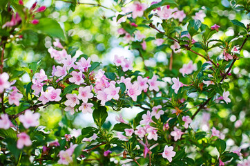 Delicate white jasmine flowers for good aroma and relaxation outdoors