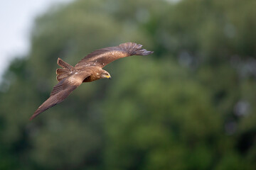 A black kite (Milvus migrans) flying in the morning light in Germany.