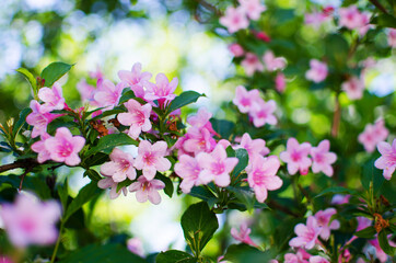 Delicate white jasmine flowers for good aroma and relaxation outdoors