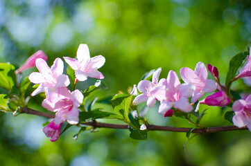 Delicate white jasmine flowers for good aroma and relaxation outdoors