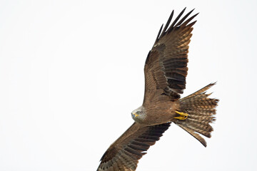 A black kite (Milvus migrans) flying in the morning light in Germany.
