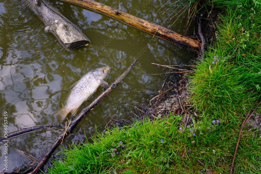 Canvas Prints Dead carp on the surface of the lake.