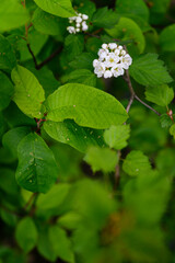 White flowers with green leaves on the tree.