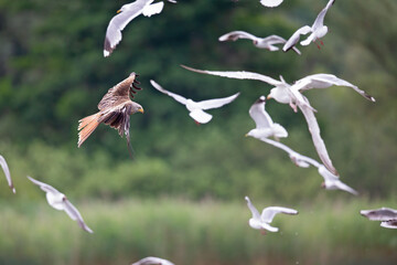 A red kite flying low above a lake between a group of seagulls
