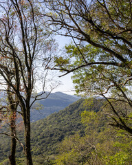 Montanhas entre árvores