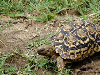 Stigmochelys pardalis