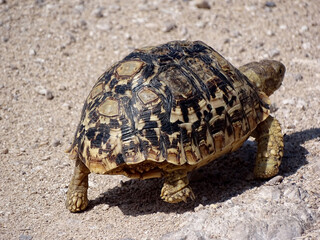 Stigmochelys pardalis