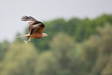 A black kite (Milvus migrans) flying with a just caught fish in Germany.