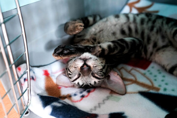 Obraz premium Kitten is sleeping. Carrier for animals. Cornish Rex resting on its back