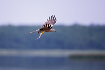 A black kite (Milvus migrans) flying with a just caught fish in Germany.