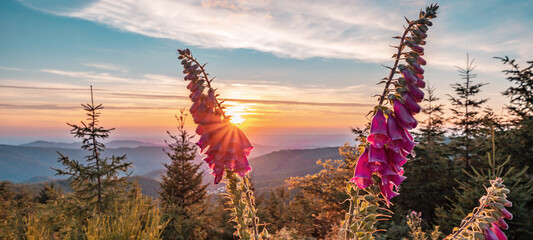 
Beautiful panorama of blooming red foxglove (Digitalis purpurea) illuminated by the evening sun at sunset in the Black Forest Germany - Powered by Adobe