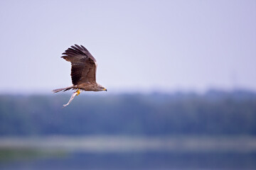 A black kite (Milvus migrans) flying with a just caught fish in Germany.