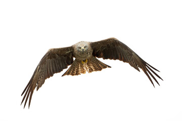A black kite (Milvus migrans) flying in the morning light in Germany.