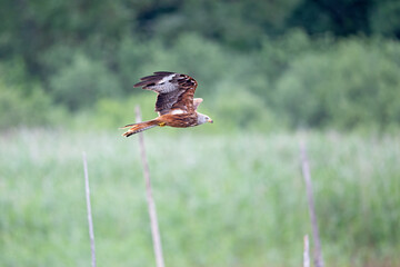 A red kite flying in the early morning light at a lake in Germany.