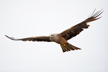 A black kite (Milvus migrans) flying in the morning light in Germany.