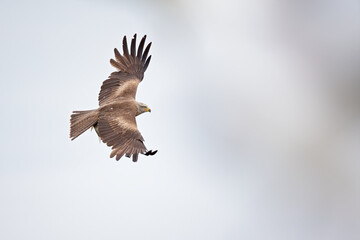 A black kite (Milvus migrans) flying in the morning light in Germany.
