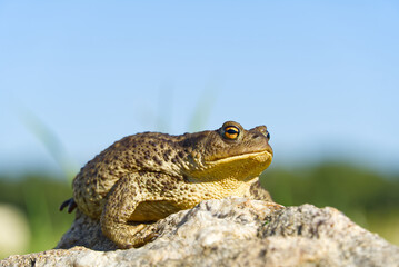 Common Toad sitting on granit stone, Bufo Bufo close-up.