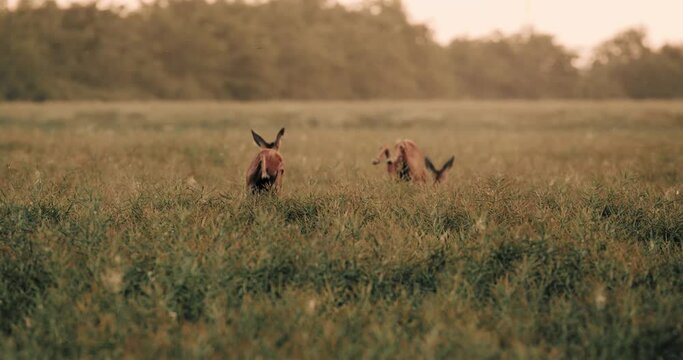 Deer in Wheat Field Running Jumping Away Morning Dawn Slow Motion Cinematic