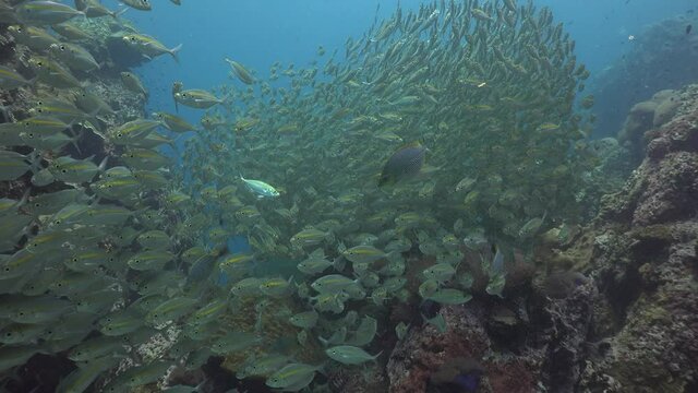 A School of The yellowstripe scad (Selaroides leptolepis) 