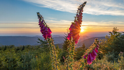  Beautiful panorama of blooming red foxglove (Digitalis purpurea) illuminated by the evening sun at sunset in the Black Forest Germany © Corri Seizinger