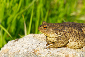 Common Toad sitting on granit stone, Bufo Bufo close-up.