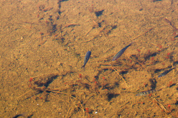 flock of small fish in the water, marine fauna