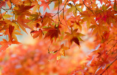 神戸市立森林植物園　紅葉 